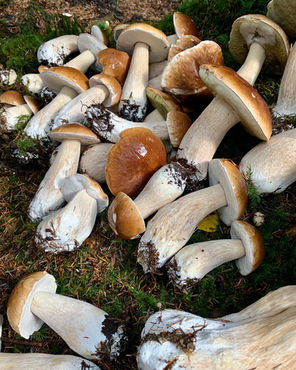 A mountain of penny buns discovered in scotland during a foraging walk.
