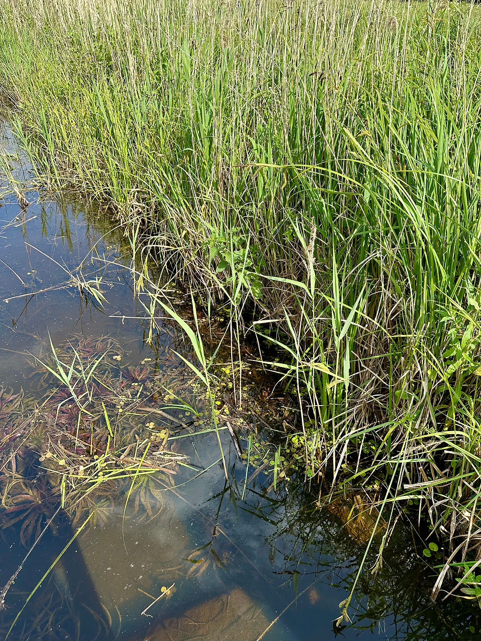 Searching for the Fen Raft Spider, RSPB Strumpshaw Fen, Norfolk.