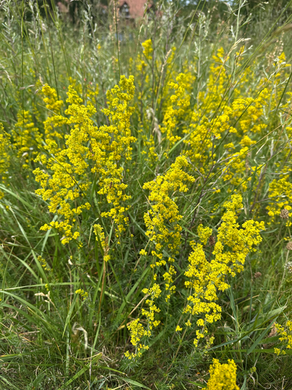 28th June 2025 - afternoon, Norfolk