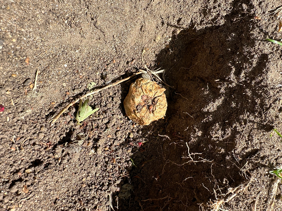 Findings on Mulbarton Common, Norfolk. Rotten fruit?