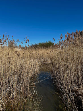 Mulbarton Common, Norfolk, reed bed pond