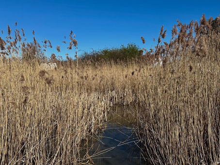Mulbarton Common, Norfolk, reed bed pond