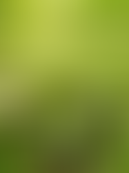 Sierra club hiking backpack and binoculars in Norfolk woodland