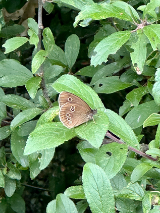 3rd July 2025 - morning, RSPB Strumpshaw Fen, Norfolk