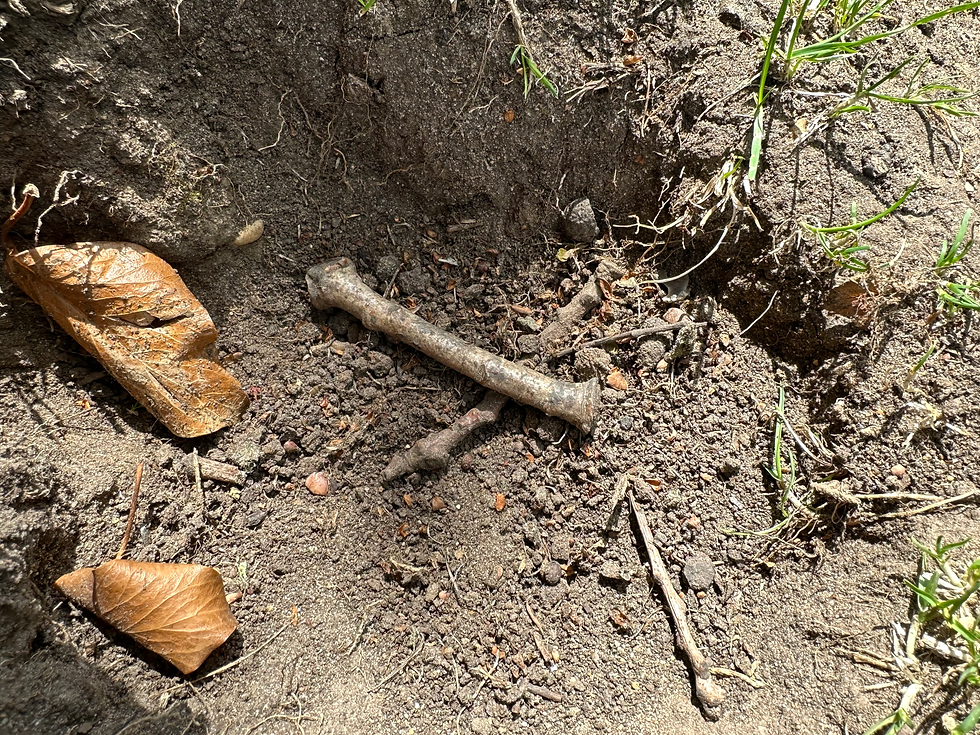 Unusual twig finding Mulbarton Common, Norfolk