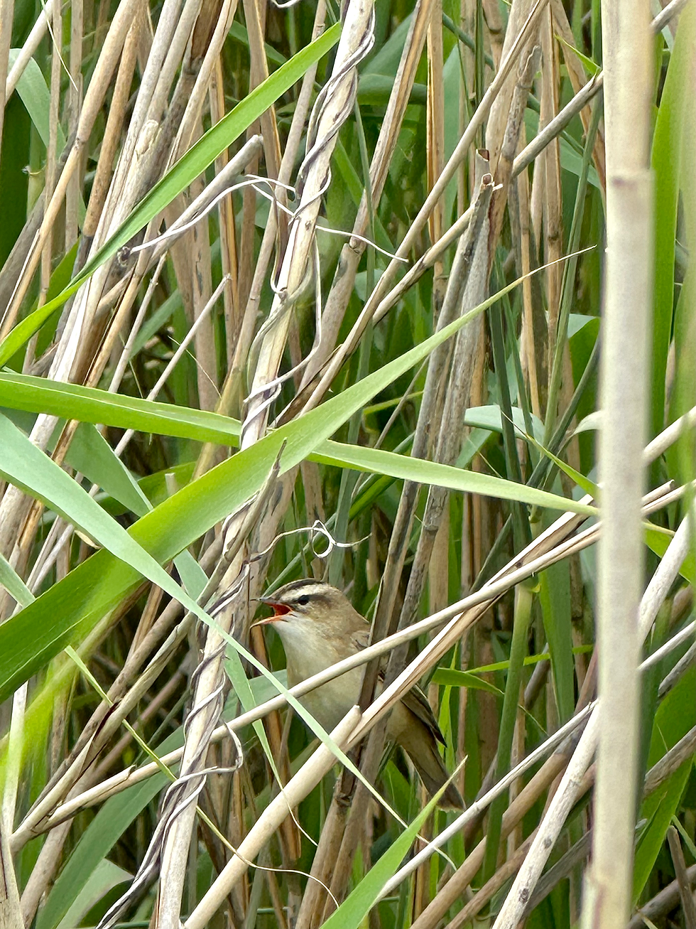 Sedge warbler at RSPB Strumpshaw Fen in Norfolk by The Norfolk Naturalist