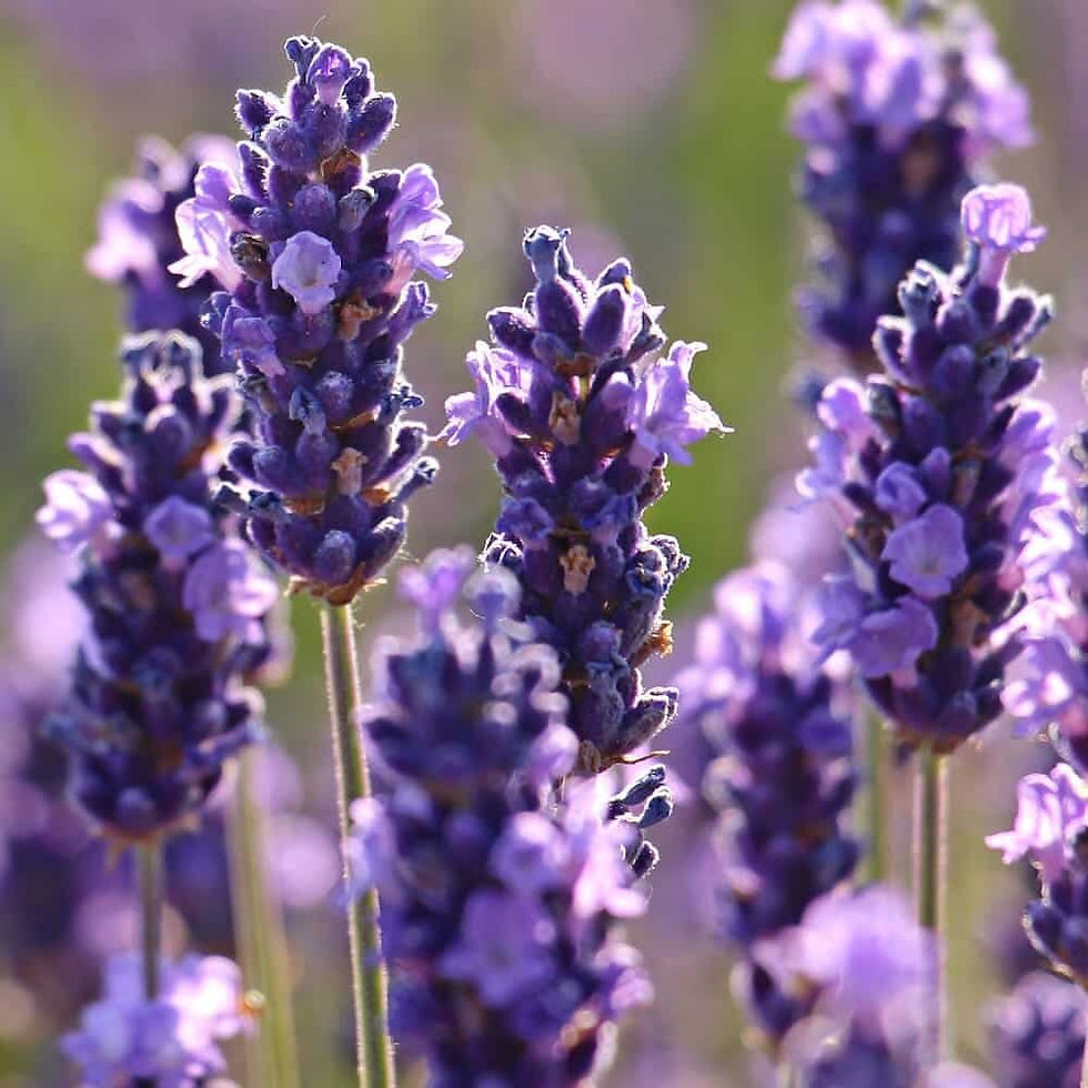 LAVANDA