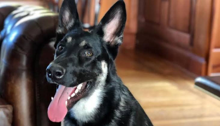 Você sabe o que é leishmaniose visceral canina?