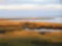 Salt-marsh.webp