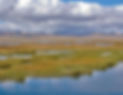 fresh-marsh.jpg