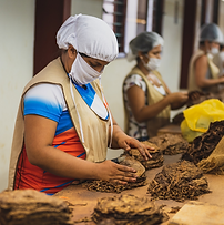 Women with hair protectors and masks lined along a table processing food.
