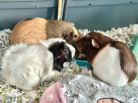 Guinea Pigs1.jfif