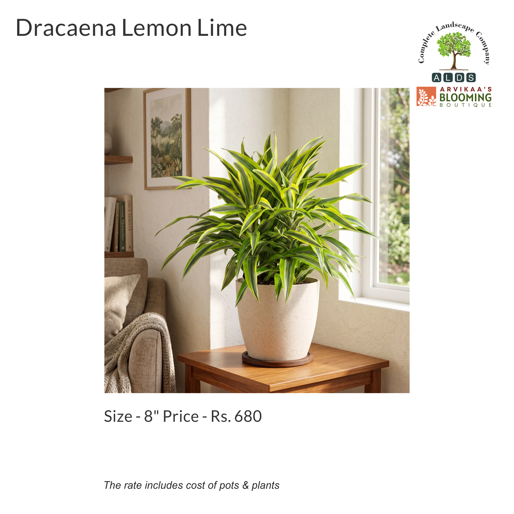 Gifting - Draceana Lemon Lime