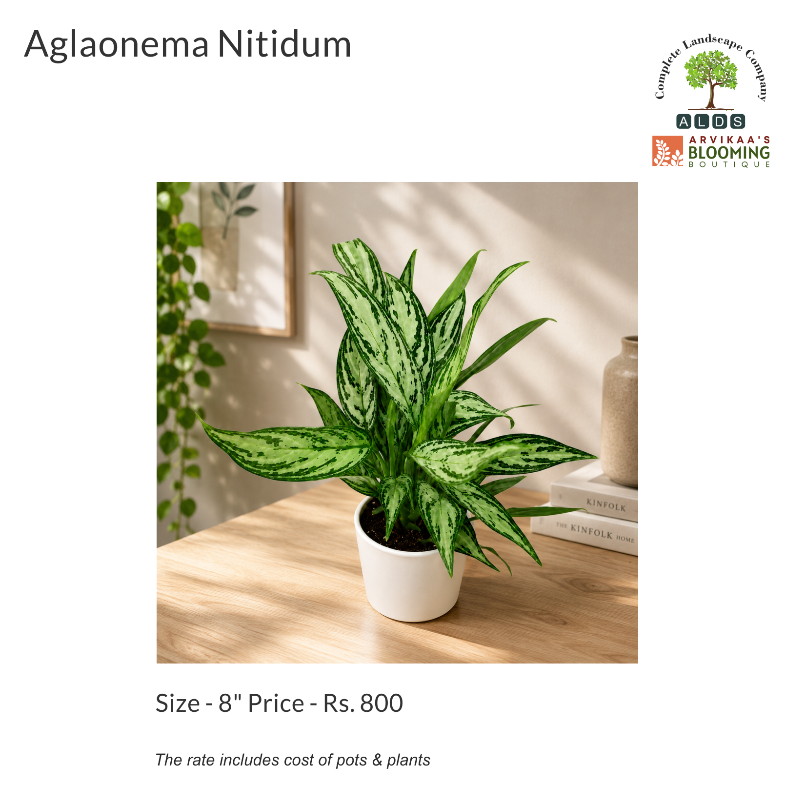 Gifting - Aglaonema Nitidum