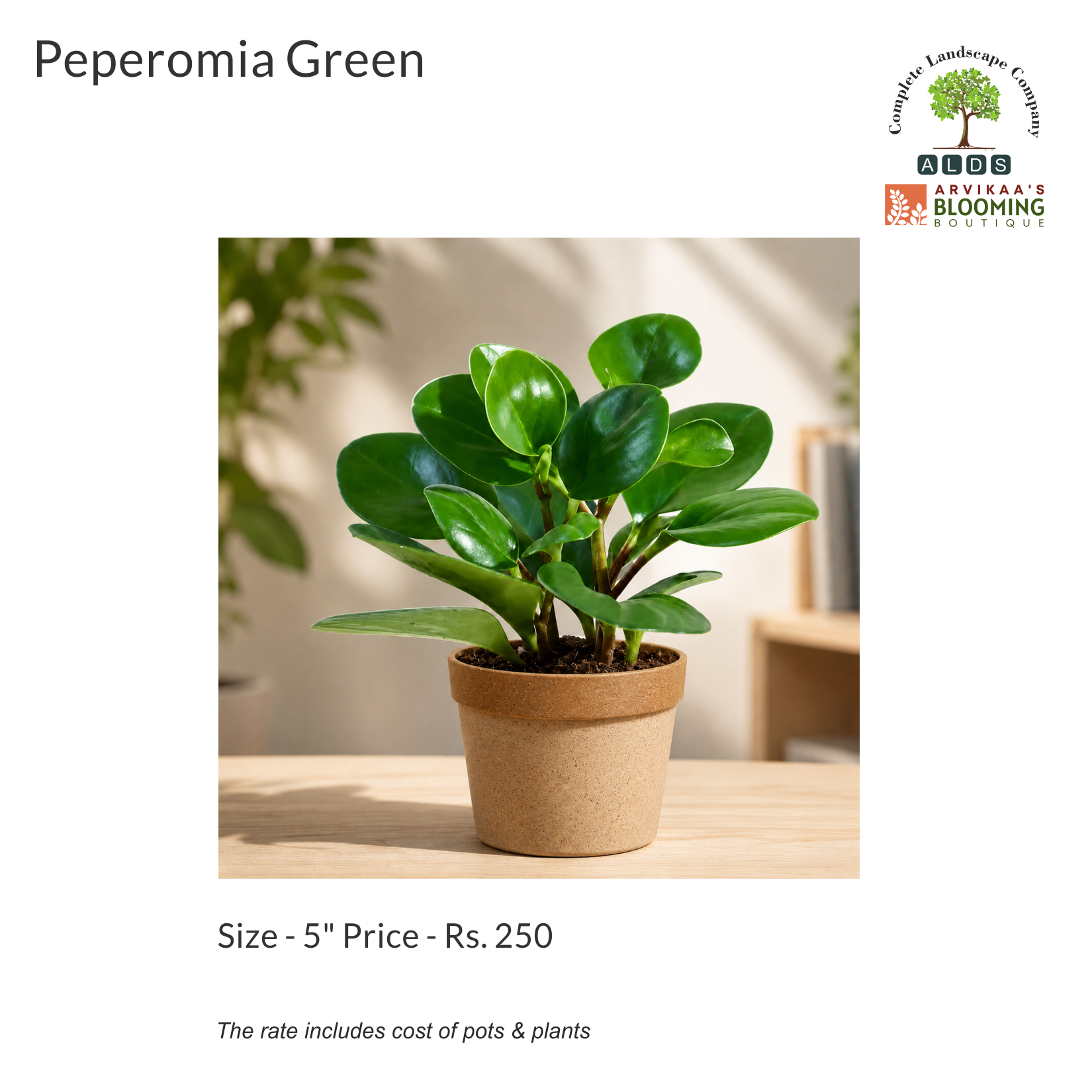 Gifting - Peperomia Green