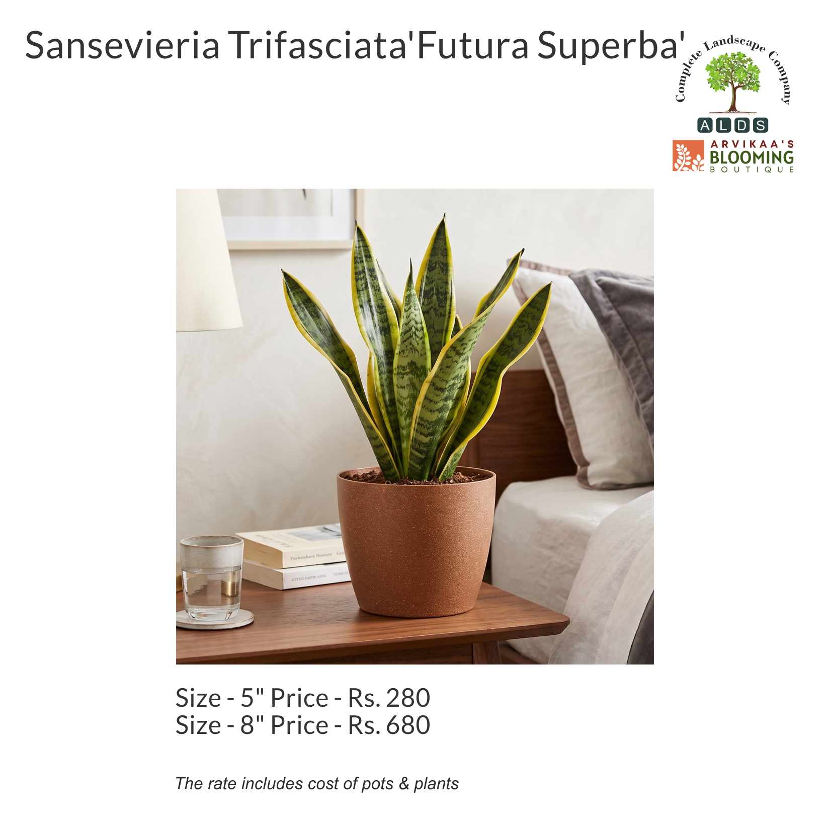 Gifting - Sansevieria Trifasciata 'Futura Superba'