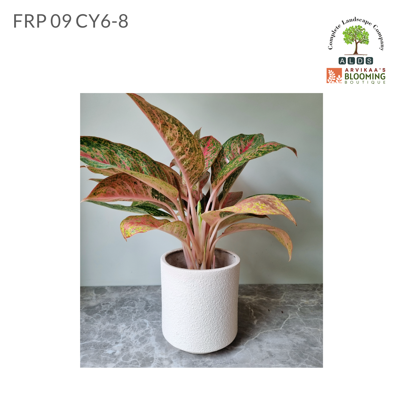 FRP 09 CY6-8