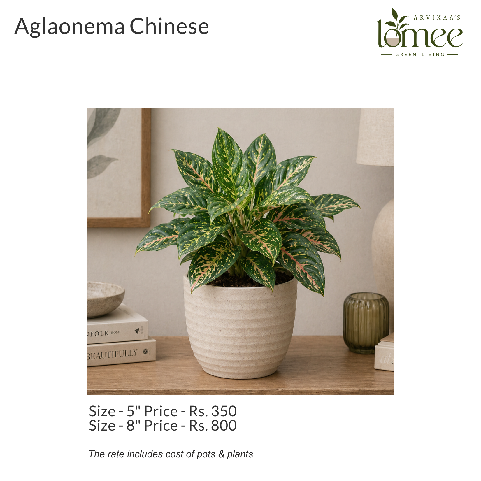 Gifting - Aglaonema Chinese
