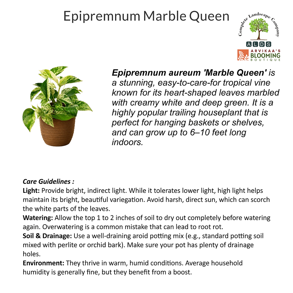 Thumbnail: Gifting - Epipremnum Marble Queen