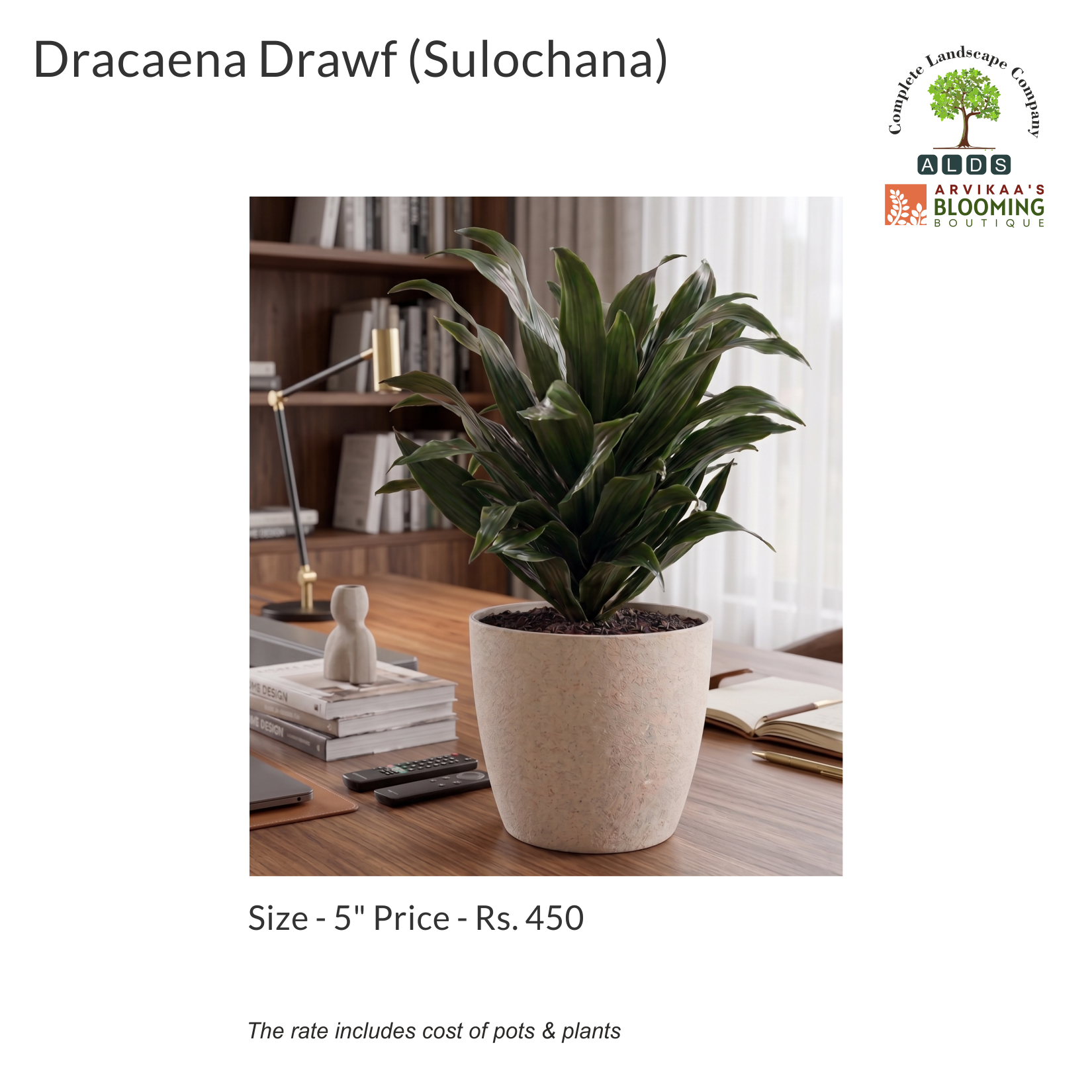 Gifting - Draceana Dwarf(Sulochana)