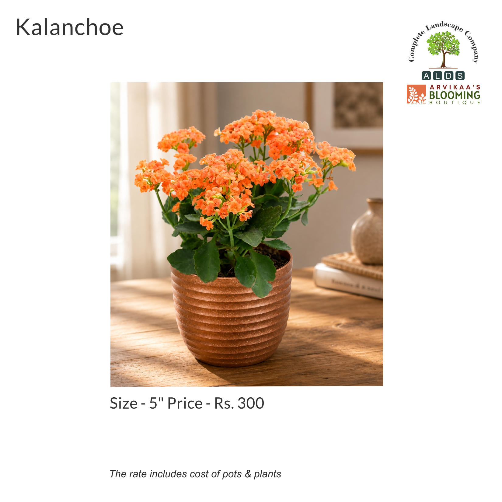 Gifting - Kalanchoe