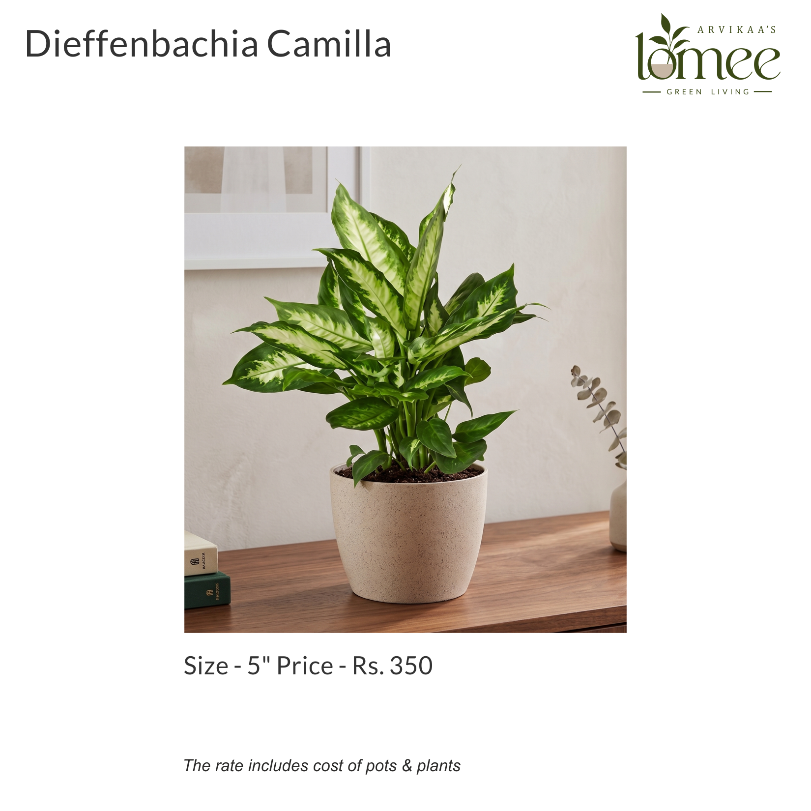 Gifting - Dieffenchia Camilla