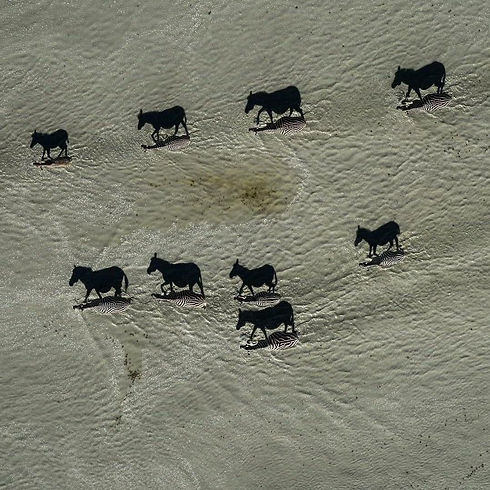 Zebra Shadow Bird's Eye