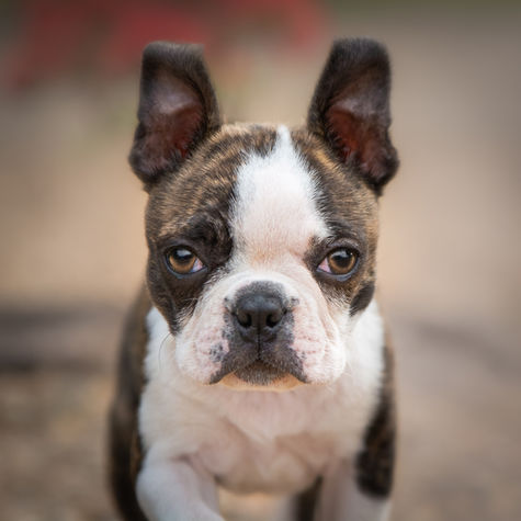 Boston terrier puppy looking at camera