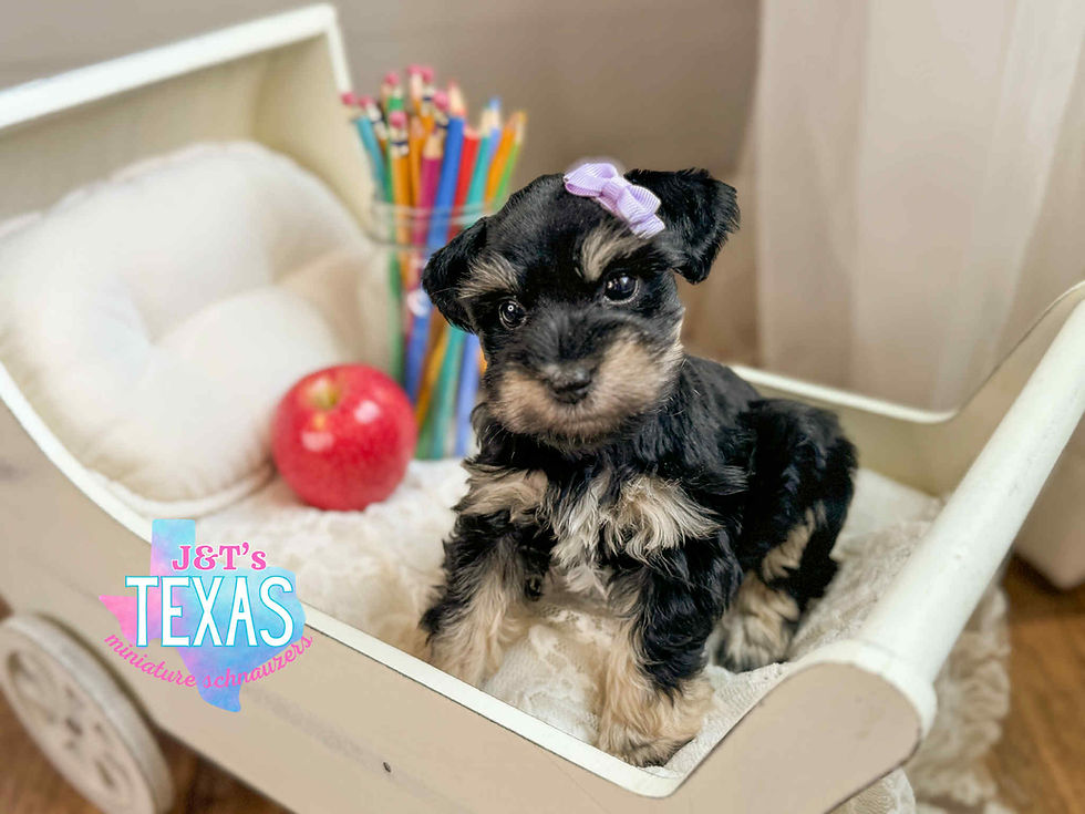 Black & Tan Female