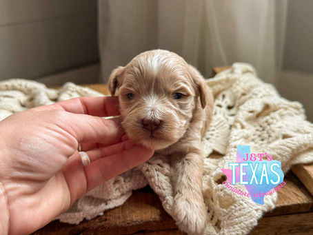 male vs female schnauzer