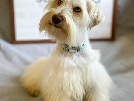 Finding a Forever Home for Our Beloved Adult Schnauzers