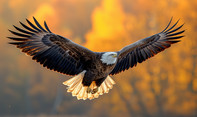 Uma Águia-careca voando sob o céu dourado do crepúsculo, com suas asas largas e plumagem contrastante. Sua cabeça branca e bico amarelo se destacam contra o fundo suave. Nativa da América do Norte, esta ave é símbolo de força e liberdade.