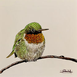 Colibri à gorge rubis