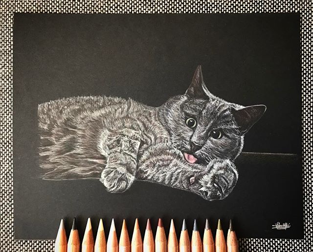 Un chat joueur