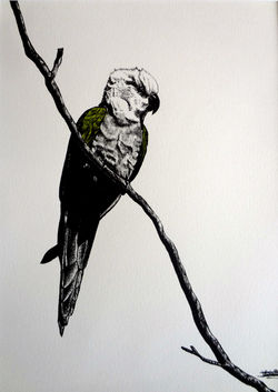 Le vert et le perroquet