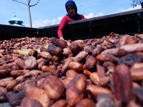 RIFAN FINANCINDO - Produksi Kakao Manokwari Didorong Kembali Bisa 1.000 Ton per Bulan