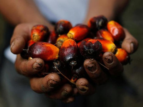 RIFAN FINANCINDO - Setelah ambruk, harga CPO mulai rebound ke MYR 2.736 per metrik ton