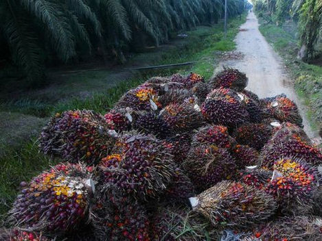 RIFAN FINANCINDO - Pemerintah Segera Mulai Proyek Konversi CPO Jadi Bensin