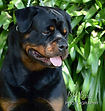 Waylon 2.jpg