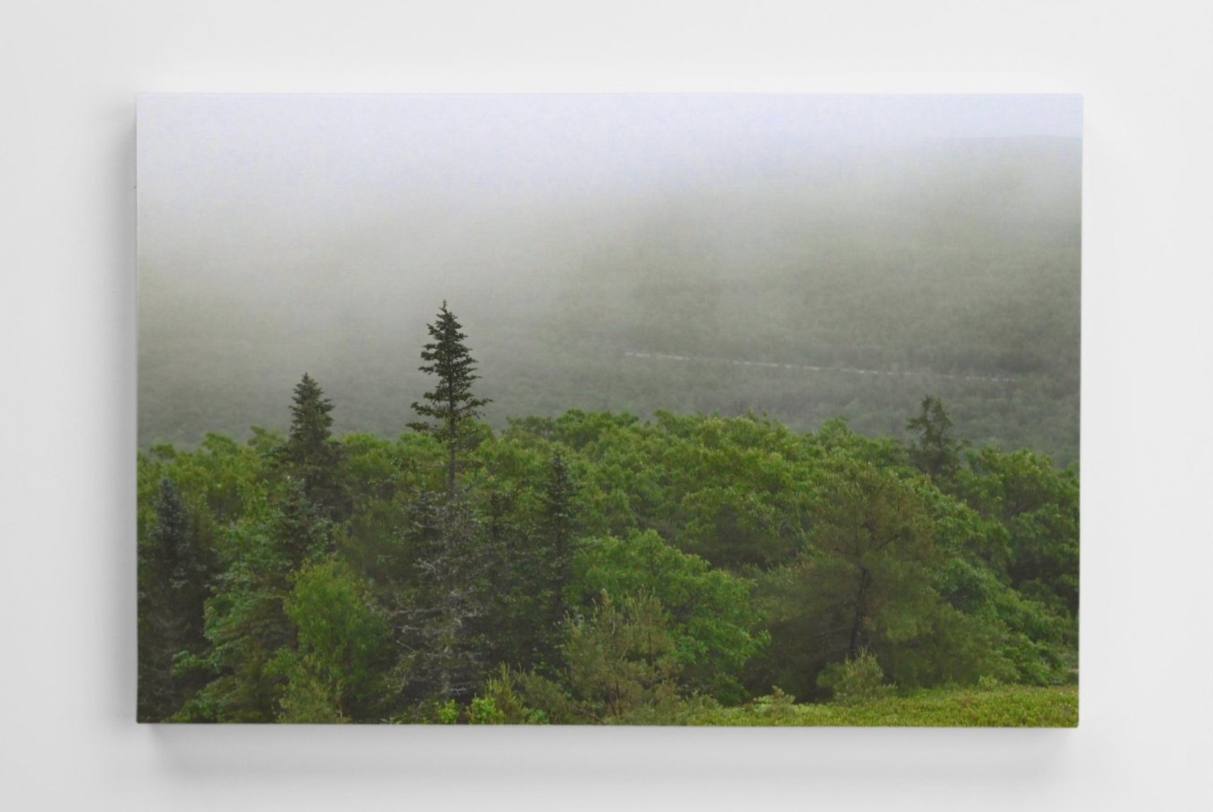 Forest Landscape Canvas
