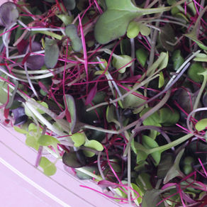 Everyday Micros Mix is a microgreens mix made by Everyday Micros Farm for Toronto Chefs and Hamilton Chefs