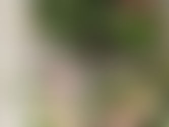 Growing - Ranunculus & Anemones