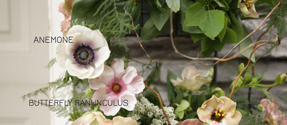 Growing - Ranunculus & Anemones