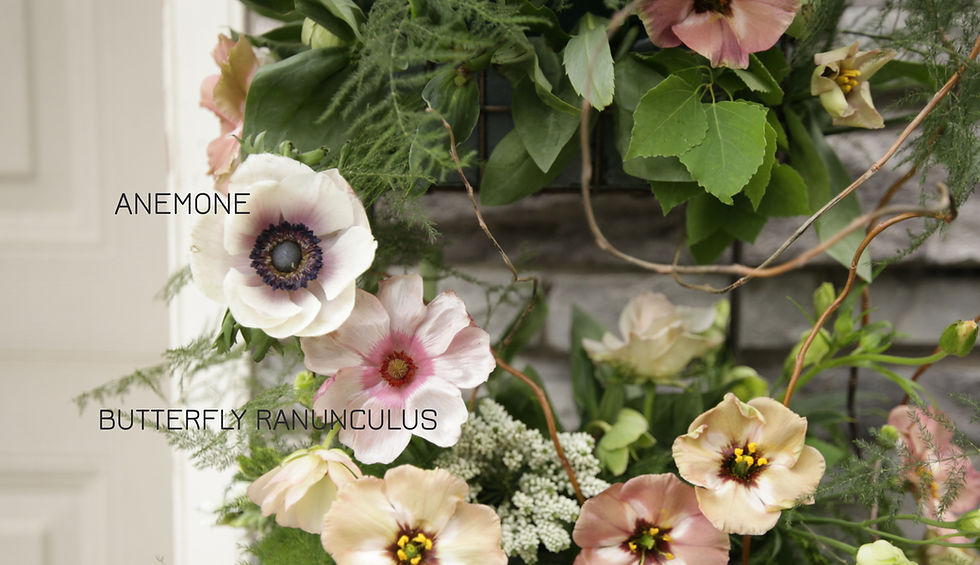 Growing - Ranunculus & Anemones