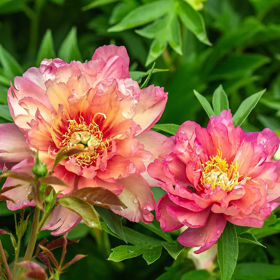 Thumbnail: Peony Julia Rose