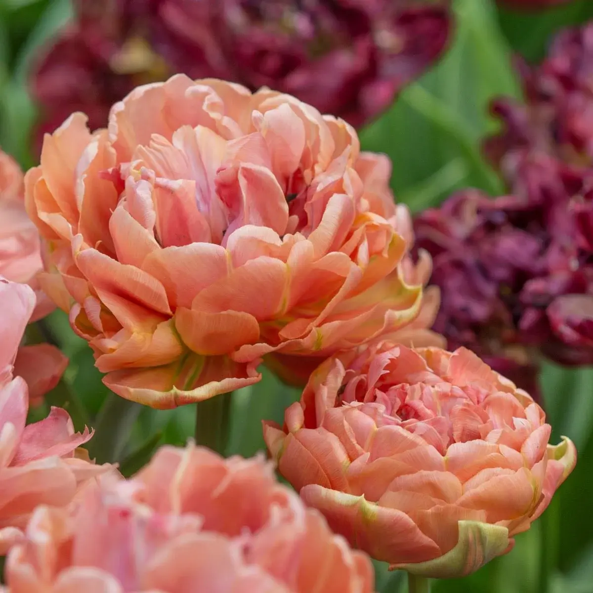 Tulip Copper Image