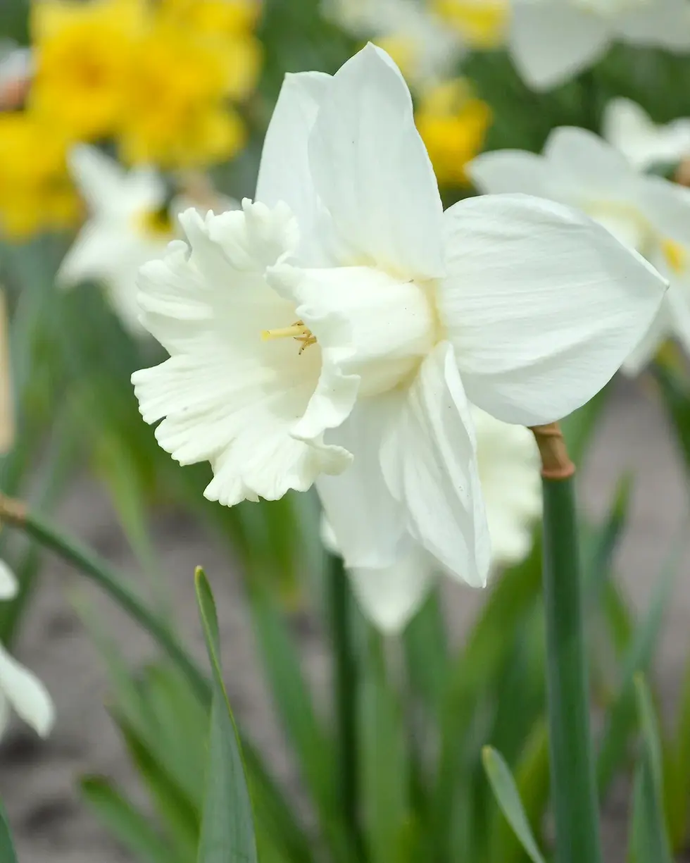 Thumbnail: Daffodil Mount Hood