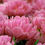 Thumbnail: Tulip Double Price