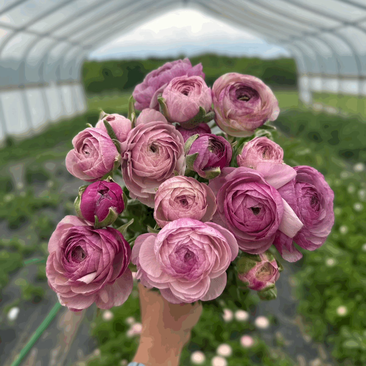 Italian Ranunculus Purple Jean