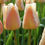 Thumbnail: Tulip Apricot Pride
